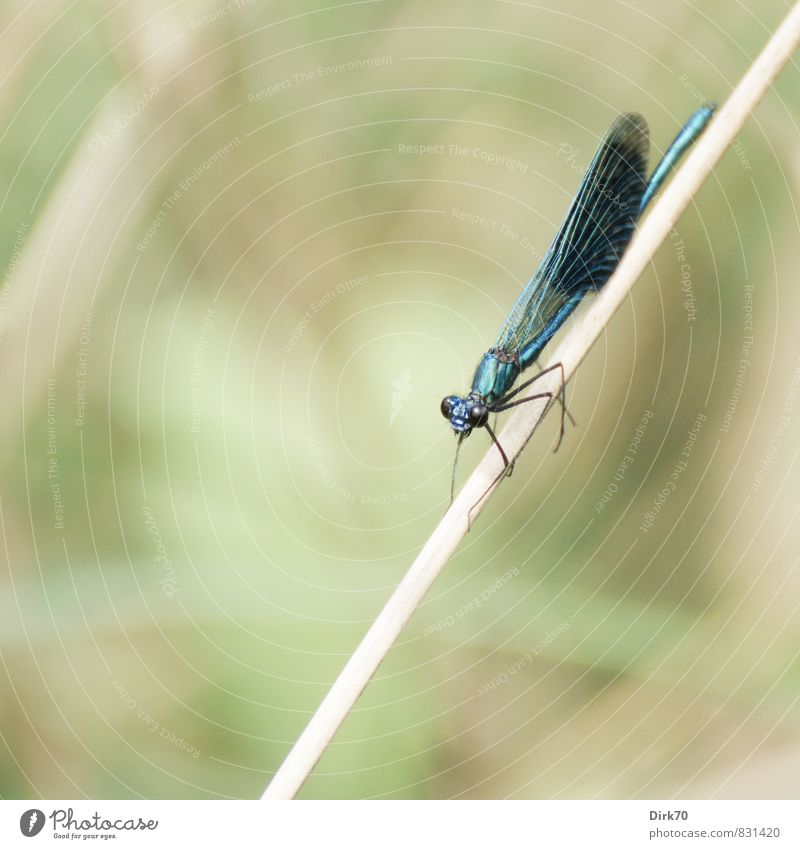 Magnificent Animal Summer Plant Grass Common Reed Blade of grass River bank Brook Wümme Wild animal Wing Insect Dragonfly Dragonfly wings Demoiselles 1 Hang