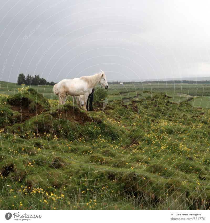 pony type Environment Nature Landscape Sky Sun Autumn Climate Weather Bad weather Tree Field North Sea Island "Meadow Cow pasture" Animal Farm animal Pelt