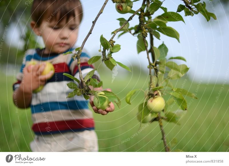 apple fritter Food Fruit Apple Nutrition Eating Organic produce Vegetarian diet Healthy Eating Leisure and hobbies Garden Human being Child Toddler Infancy 1