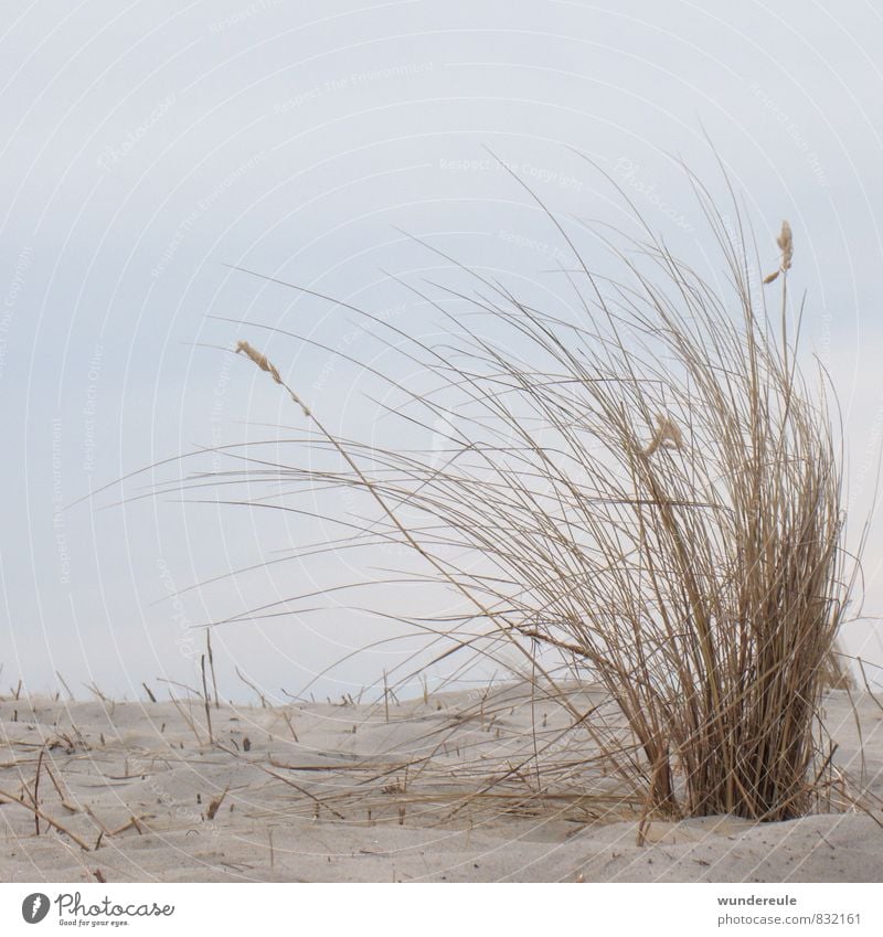 by the wind Environment Nature Landscape Plant Earth Sand Sky Wind Drought Grass Wild plant Coast Baltic Sea Ocean Natural Dry Climate Dream Marram grass