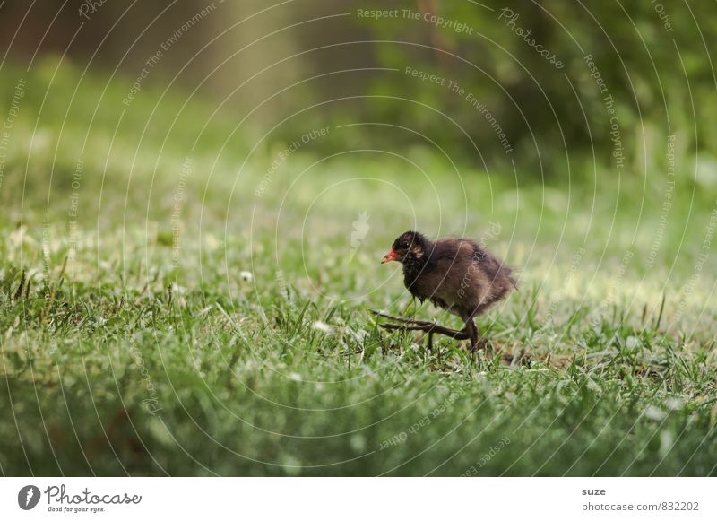 After me, the Flood Nature Animal Grass Meadow Wild animal Bird 1 Baby animal Running Movement Authentic Small Funny Natural Cute Speed Brown Green