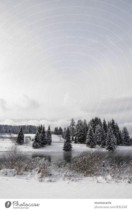 bizarre | august 2099 Environment Nature Landscape Plant Earth Water Sky Clouds Horizon Winter Climate change Weather Ice Frost Snow Tree Grass Bushes