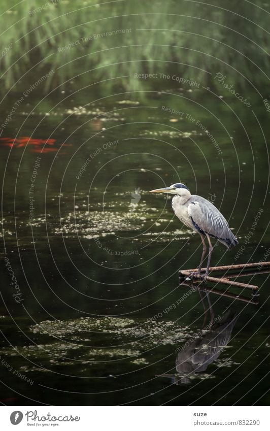 Eternally and three days wait Summer Environment Nature Landscape Animal Water Lakeside Pond Wild animal Bird Wing 1 Glittering Stand Wait Esthetic Authentic