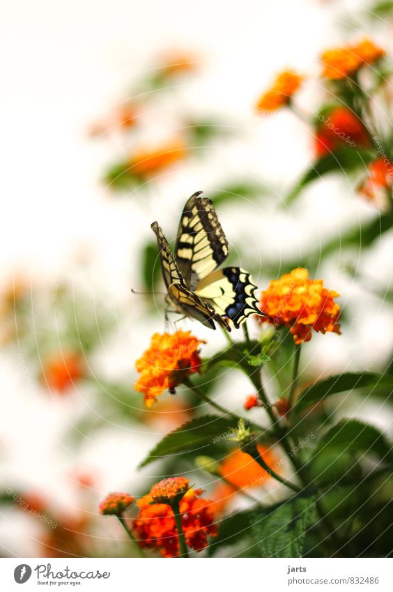 beauty Plant Animal Spring Summer Beautiful weather Garden Park Wild animal Butterfly 1 Elegant Exotic Natural Nature Swallowtail Colour photo Multicoloured