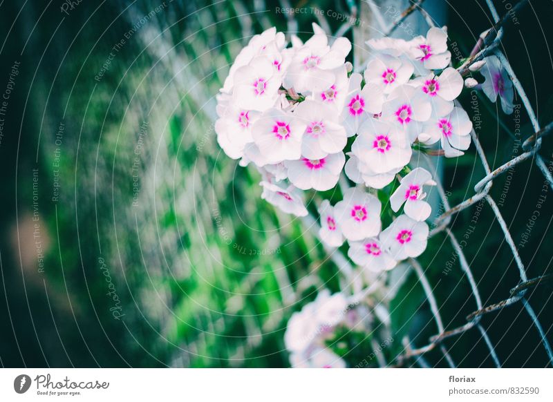 the ugly, the ugly. Trip Environment Nature Plant Summer Flower Garden Park Wall (barrier) Wall (building) Faded Growth Esthetic Free Infinity Green Pink White