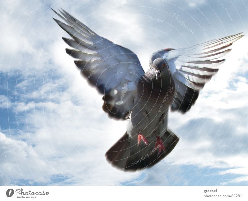 dove in venice Pigeon Venice Clouds Peace Bird Aviation Feather Wing