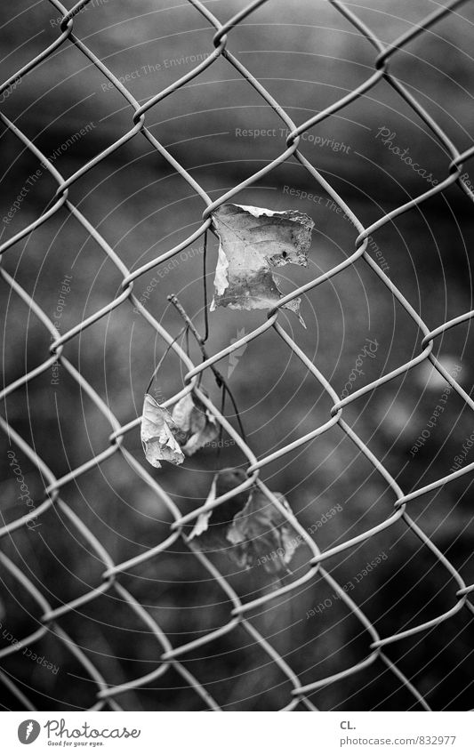 wind Environment Nature Autumn Bad weather Wind Gale Leaf Garden Park Gloomy Gray Sadness Longing Transience Fence Black & white photo Exterior shot Deserted