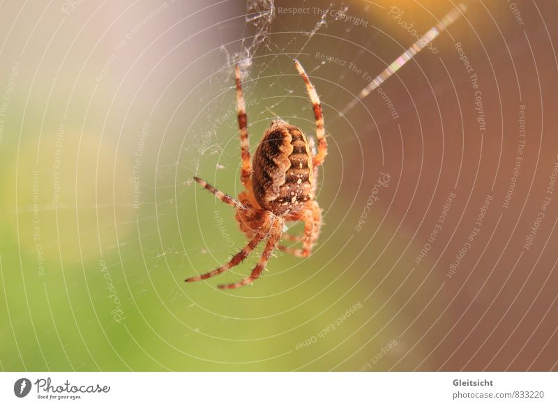 I have time... Nature Plant Animal Beautiful weather Wild animal Spider Cross spider 1 To feed Hang Hunting Wait Threat Creepy Brown Multicoloured Yellow Gold