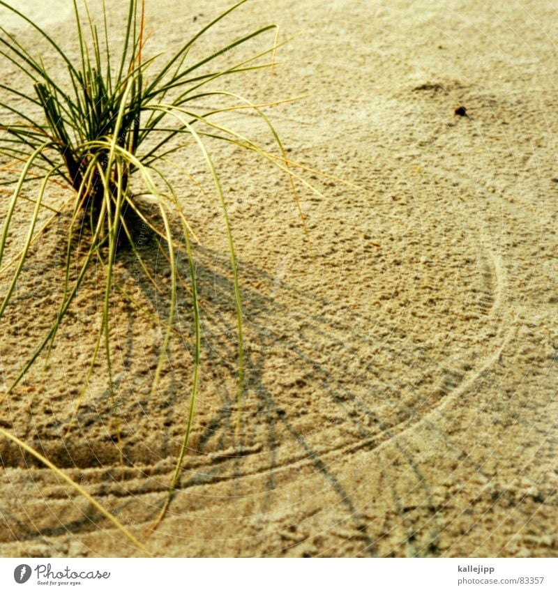 circle in the sand Marram grass Beach Sandy beach Coast Flotsam and jetsam Low tide Tide coastal strip Beach dune High tide kallejipp