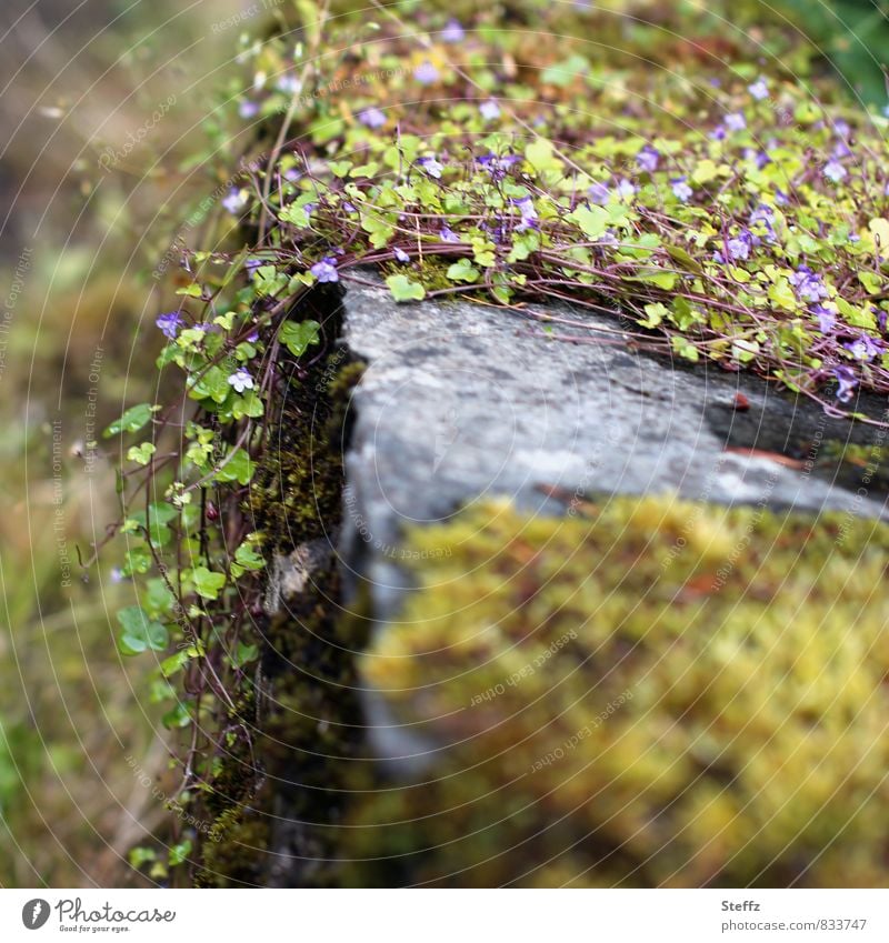 moss Environment Nature - a Royalty Free Stock Photo from Photocase