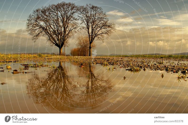 Tintin and Struppi II Horizon Tree 2 Footpath Puddle Reflection Clouds Dramatic Wind Passion Middle Symmetry White balance Tree trunk Tree structure Portal