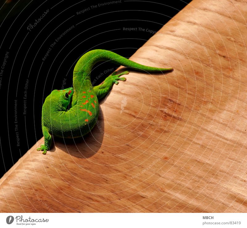 Body Care Madagascar Gecko Green Red Pattern Snout Near Brown Nostril Animal Beautiful streak Nose Eyes Barn Muzzle