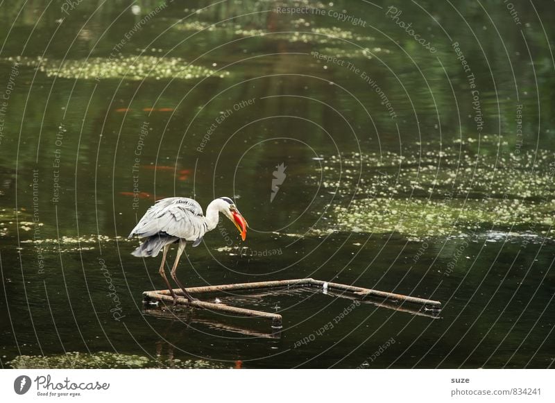 Goldfish Heron Environment Nature Landscape Water Pond Lake Animal Wild animal Bird 1 To feed Authentic Fantastic Natural Fish Grey heron Feather Animalistic