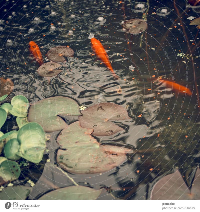 cost.bar | goldfish Nature Elements Water Summer Plant Leaf Waves Pond Animal Fish 3 To feed Feeding To enjoy Swimming & Bathing Fish food Goldfish