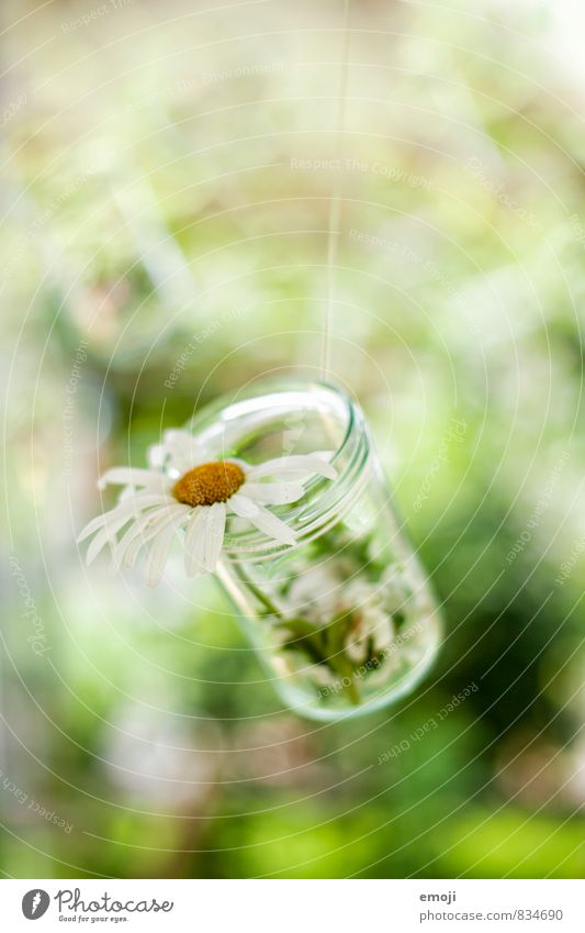 DIY Plant Flower Foliage plant Decoration Kitsch Odds and ends Glass Natural Gray Self-made Colour photo Exterior shot Close-up Deserted Day