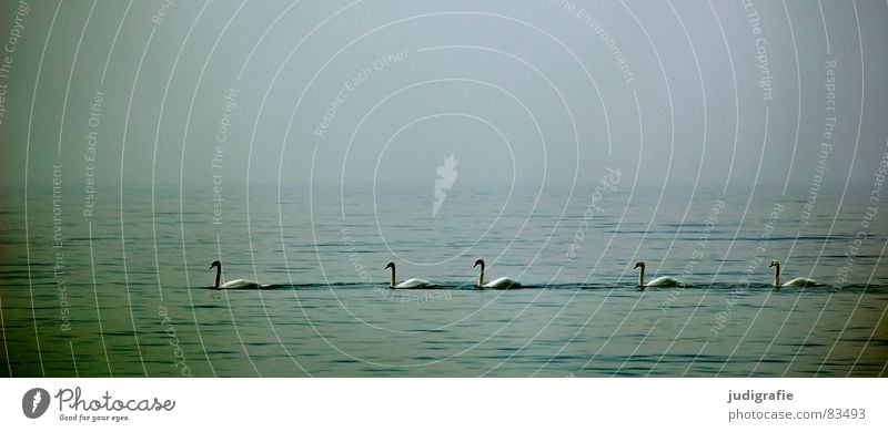 Five Swans Lake Ocean Bird Calm 5 Ornithology Environment Fog Wilderness Serene Beautiful Baltic Sea Water Row Sky Nature opacity Float in the water