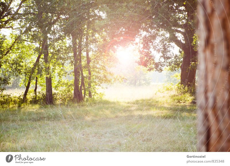 New day Environment Nature Landscape Sun Summer Beautiful weather Tree Bright Lens flare Morning Back-light Meadow Colour photo Multicoloured Exterior shot