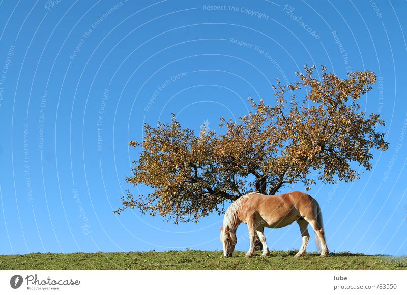 Haflinger Horse Agriculture Meadow Tree Autumn Village green Farm Grass Green Alpine pasture Sky Ranch Tree trunk Mountain meadow Canopy (sky) Pasture