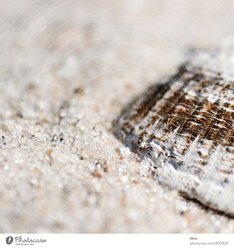 Spiekeroog | Shell Vacation & Travel Tourism Trip Summer Summer vacation Beach Nature Sand Coast North Sea Mussel 1 Animal Decoration Near Maritime Planning