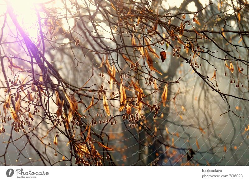 lime tree in autumn Nature Plant Autumn Beautiful weather Fog Tree Leaf Lime tree Fruit Hang Illuminate Bright Moody Hope Senses Environment Transience Change