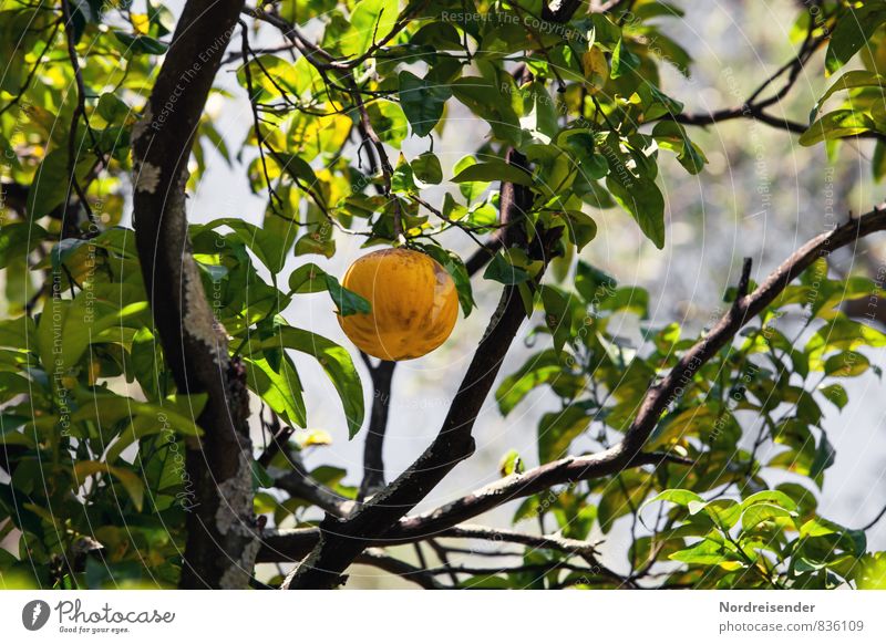 Trash 2015 | Grapefruit Food Fruit Orange Organic produce Vegetarian diet Diet Fasting Vacation & Travel Far-off places Summer Plant Tree Agricultural crop