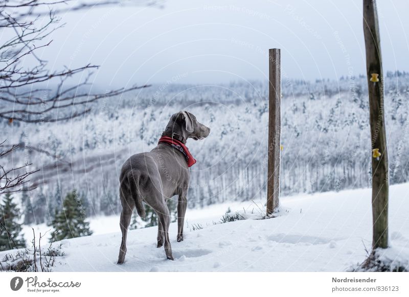 Bye, dear Anne... we'll miss you. Fitness Hunting Winter Snow Ice Frost Animal Pet Dog 1 Observe Discover Wait White Love of animals Attentive Watchfulness Cold