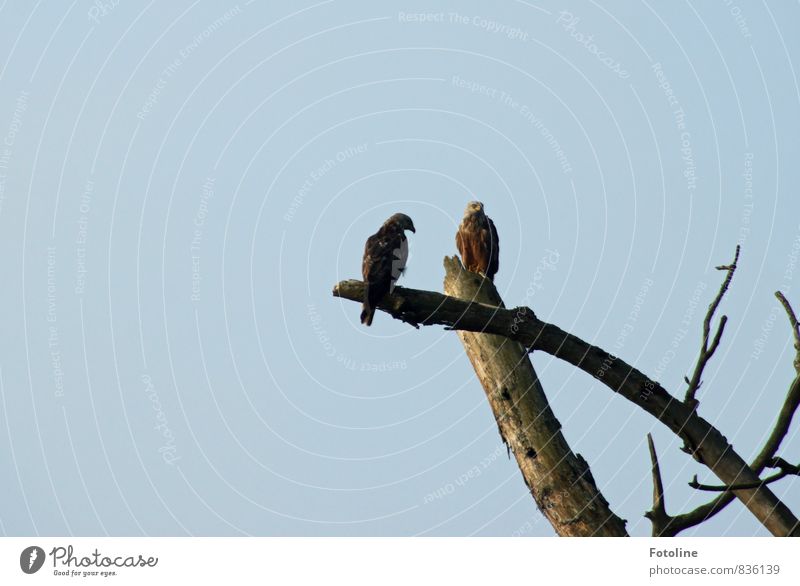 What are you looking at? Environment Nature Plant Animal Elements Air Sky Cloudless sky Tree Bird 2 Bright Natural Blue Branch Leafless Bird of prey Red kite