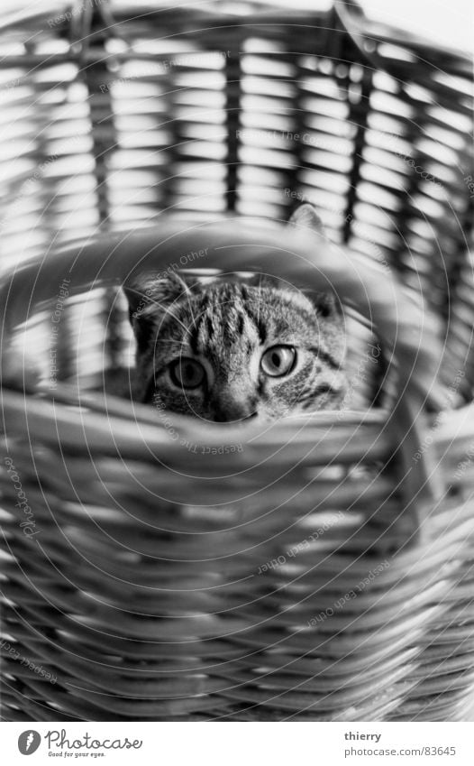 camouflage Basketball basket Mammal cat animal pet black&white rye hiding hidden eyes fun