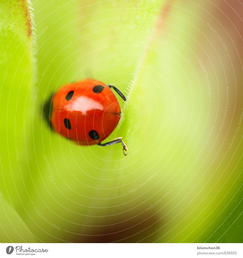 You've been lucky 200 times. Animal Wild animal Beetle Seven-spot ladybird Ladybird 1 Crawl Walking Sit Small Natural Round Beautiful Green Red Black Happy