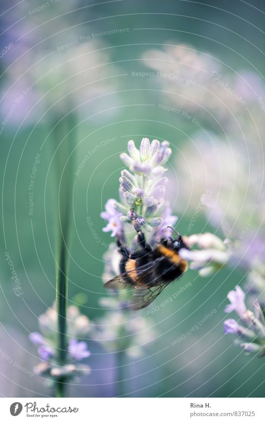 Delicious Lavender Plant Summer Beautiful weather Flower Garden 1 Animal To feed Natural Bumble bee Insect Crawl Colour photo Exterior shot Deserted