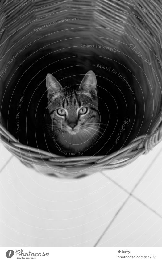 there you are Basketball basket Mammal cat Black & white photo rye found hiding contrast fun eyes animal pet