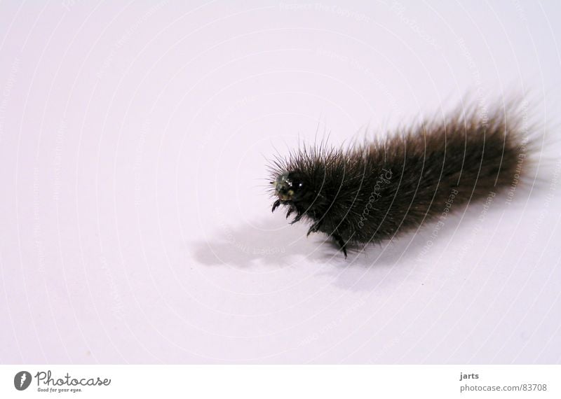 Hairy caterpillar Insect Animal Butterfly Gooseflesh Caterpillar Legs Beetle jarts