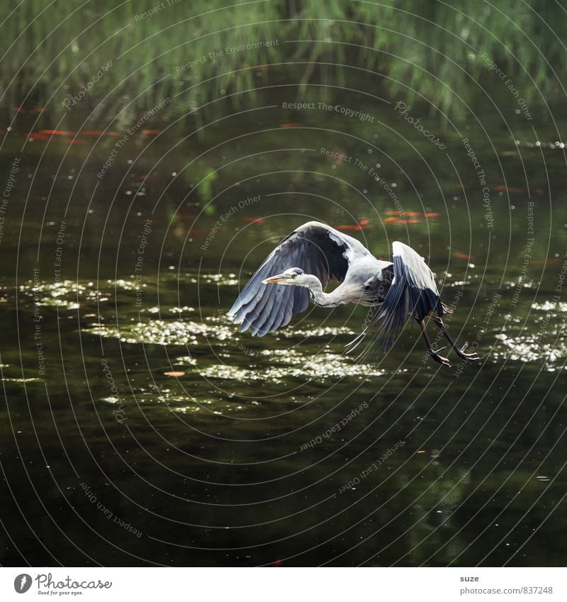 Mr Strese takes off through ... Elegant Hunting Nature Landscape Animal Water Lakeside Pond Wild animal Bird Wing Movement Flying Glittering Esthetic Authentic