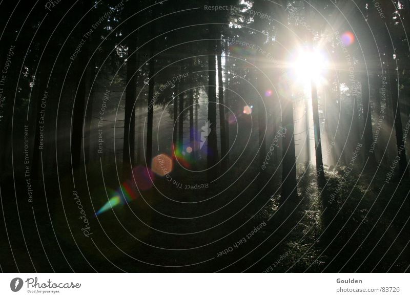 Dense spruce thicket Forest Spruce Fir tree Fog Awareness Light Moody Plant Tree Undergrowth Clearing Clue Dark Environment Shroud of fog Tree trunk Shadow