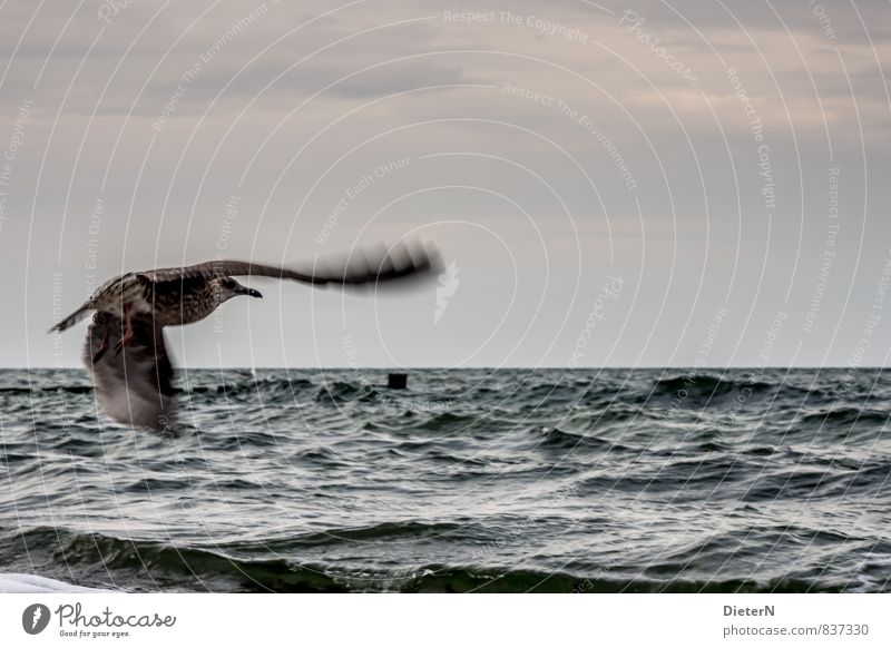 In flight Sky Clouds Horizon Coast Baltic Sea Animal Bird 1 Blue Black White Seagull Colour photo Exterior shot Deserted Copy Space right Copy Space top Morning