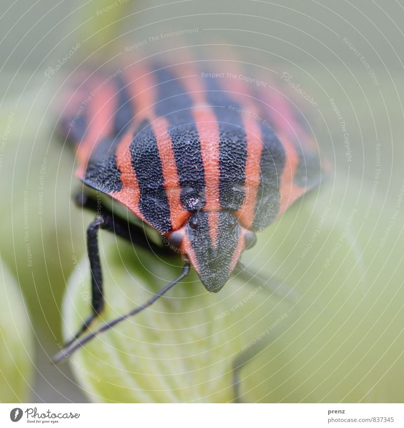 nicely striped Environment Nature Animal Wild animal Beetle 1 Red Black Stripe Bug Insect Colour photo Exterior shot Close-up Macro (Extreme close-up) Deserted