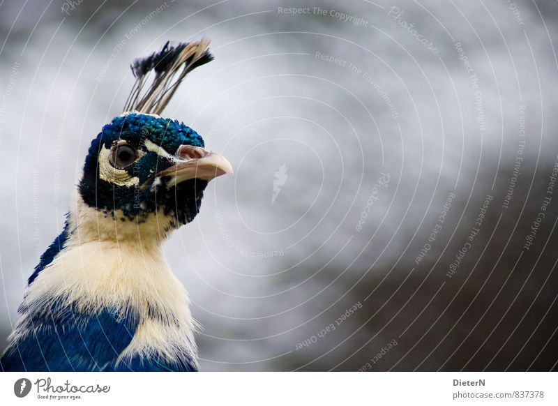 proud Zoo Animal Wild animal 1 Blue Black White Bird Peacock Colour photo Copy Space right Copy Space top Copy Space bottom Copy Space middle Isolated Image