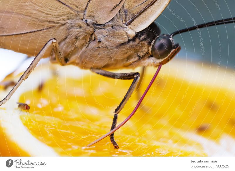 Meal II Food Fruit Orange Animal Wild animal Butterfly Eyes Wing Trunk Feeler 1 Eating Drinking Yellow Colour photo Multicoloured Macro (Extreme close-up)