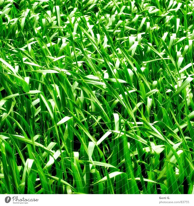 practical, square, grass Raw materials and fuels Cereals Agriculture Field Food Cornfield Green Bilious green Wind Summer Square Grass Blade of grass Oats