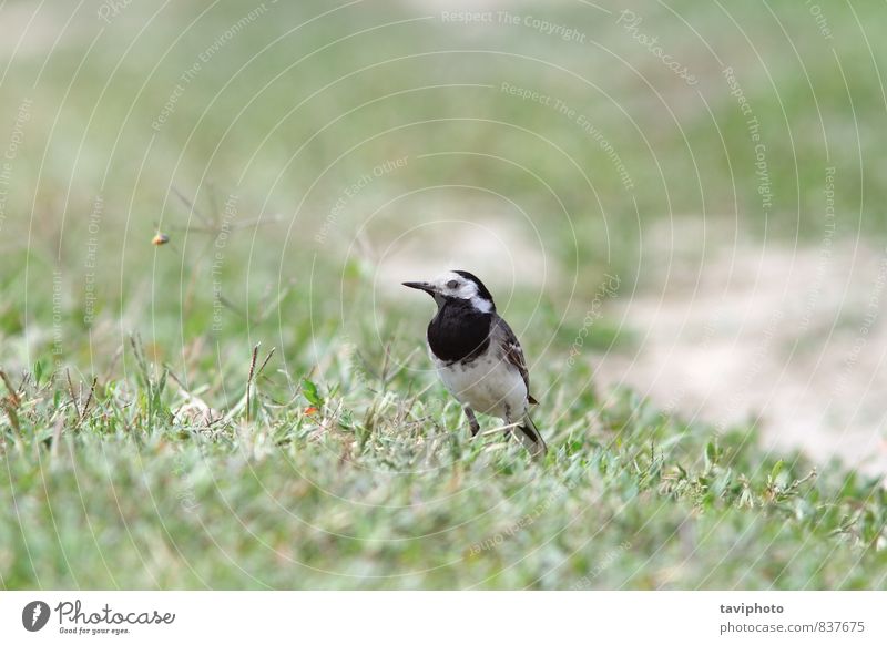 motacilla alba on ground Nature Animal Grass Meadow Bird Stand Small Wild Gray Green Black White Wagtail birdwatching Ground wildlife one Bank note Single Beak