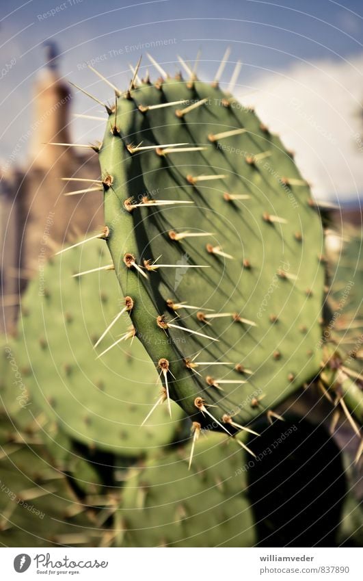Flat cactus with long thorns Senses Acupuncture Vacation & Travel Tourism Far-off places Summer Summer vacation Sun Sunbathing Nature Beautiful weather Warmth