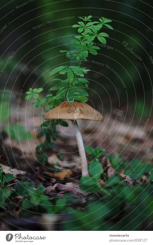 SECOND Environment Nature Plant Grass Bushes Leaf Foliage plant Wild plant Mushroom Forest Woodground Discover Looking Thin Authentic Fresh Uniqueness Long