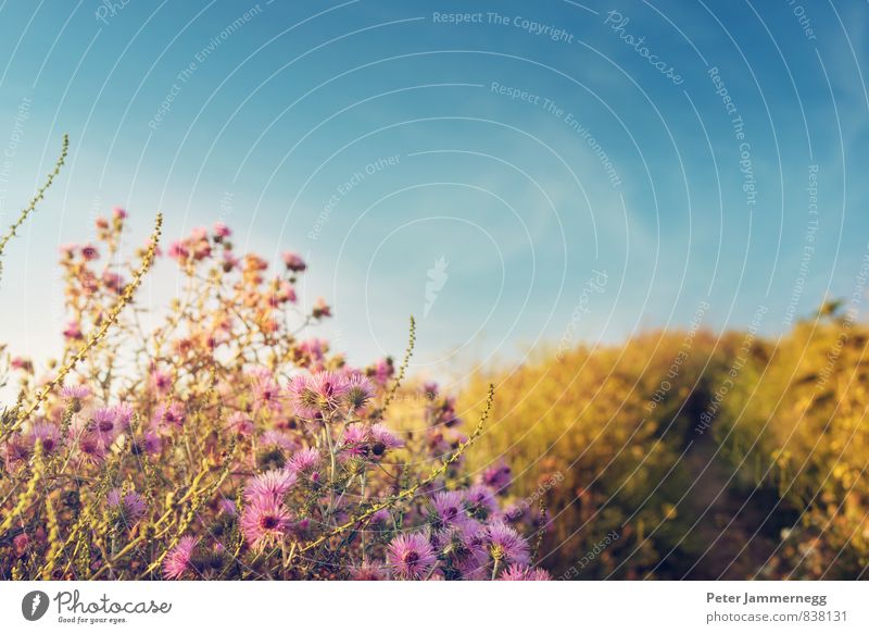 A field path with flowers at sunset Far-off places Freedom Summer Nature Plant Animal Earth Sky Clouds Sun Spring Beautiful weather Grass Bushes Blossom