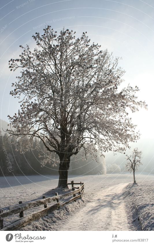 winter tyre Ash-tree Hoar frost Cold Tree Lanes & trails Frost Alley Seasons Winter White Ice Twig Snow Calm
