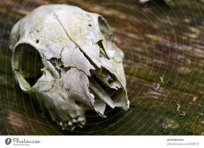 | disembodied Animal skull Death Difference Wood Past Grief Hard Wilderness Law of nature Distress Macro (Extreme close-up) Close-up Transience bodyöos