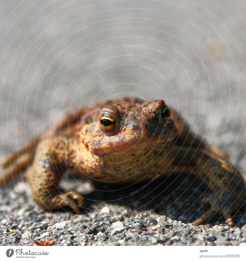 Tree frog sits on gravel path - a Royalty Free Stock Photo from Photocase