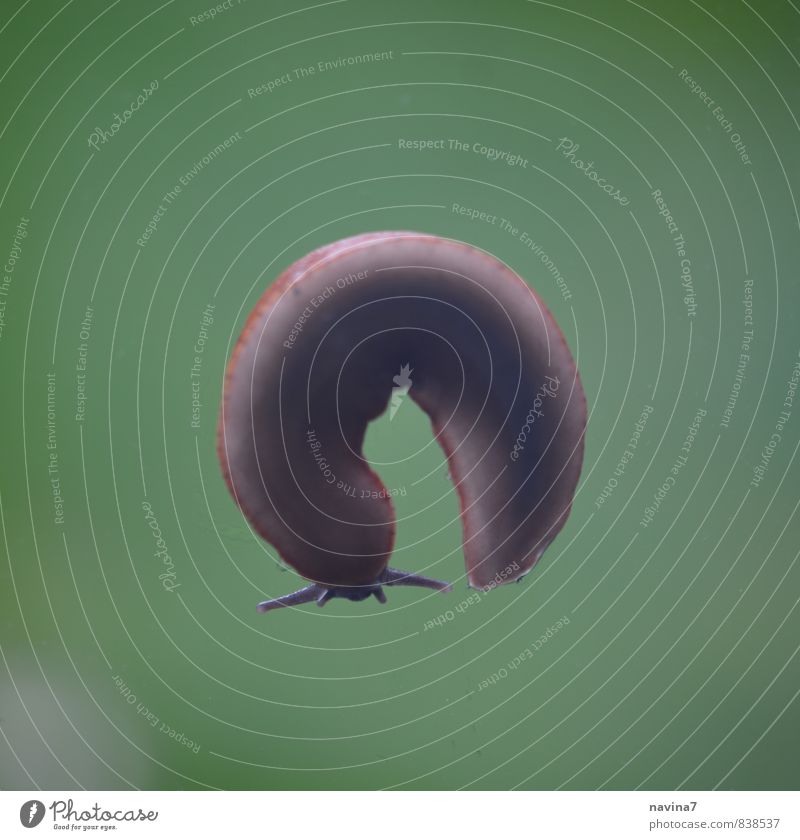 Snail without own home Nature Animal Wild animal 1 Rotate Naked Slimy Soft Brown Green Patient Flexible Moving (to change residence) Lanes & trails Turn back