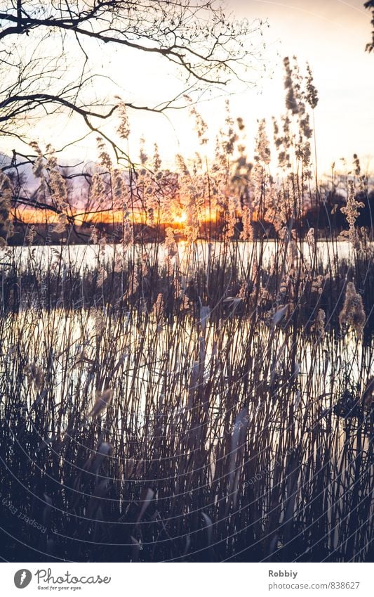 L'idylle des roseaux II Environment Nature Landscape Plant Water Sun Sunrise Sunset Sunlight Common Reed Coast Lakeside Pond River Cold Natural Calm Romance