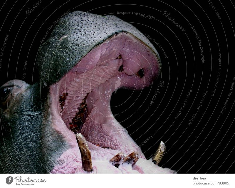The Dentist Woman Belch To talk Hippopotamus Mucous membrane Gum Black Animal Large Loudmouth Boast Mammal Set of teeth Scream bleat Muzzle