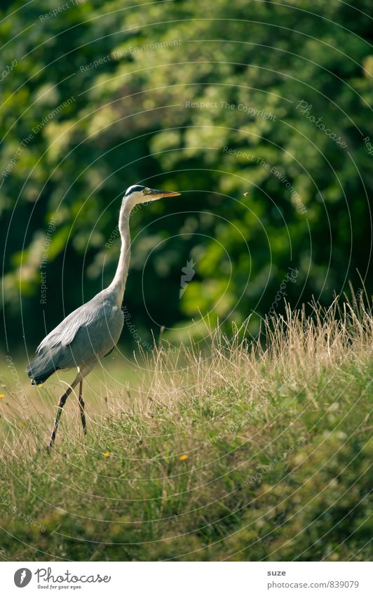 Mr Strese on new paths Elegant Summer Environment Nature Landscape Animal Park Meadow Wild animal Bird 1 Esthetic Authentic Fantastic Natural Green Heron